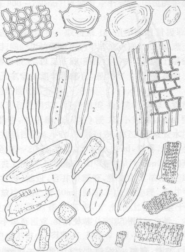 肉桂纤维显微图图片